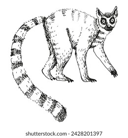 Lemur boceto dibujado a mano grabado ilustración vectorial. Silueta exótica Madagascar lémur de cola anillada con cola a rayas para impresión, icono, etiqueta, papel, tarjeta, logotipo. Mundo animal salvaje, viajar, safari