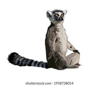 Lemur from a splash of watercolor, colored drawing, realistic. Vector illustration of paints