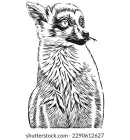 Dibujo de líneas de ilustración vectorial Lemur blanco y negro Lemurs
