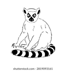 Lemur, a wild animal, vector sketch.