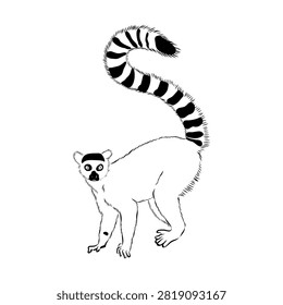 Lemur, a wild animal, vector sketch.