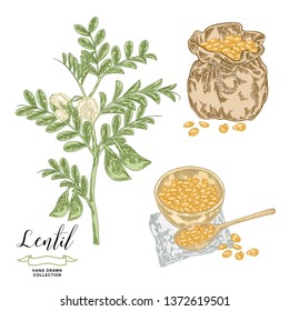 Lentil branch with pods and flowers, ripe lentil seeds in wooden bowl and rustic sack. Hand drawn legumes. Vector illustration in vintage engraved style.