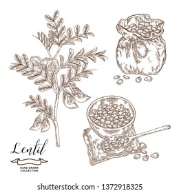 Lentil branch with pods and flowers, ripe lentil seeds in wooden bowl and rustic sack. Hand drawn legumes. Vector illustration engraved.