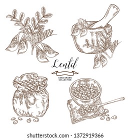 Lentil branch with pods and flowers, ripe lentil seeds in wooden bowl and rustic sack. Hand drawn legumes. Vector illustration engraved.