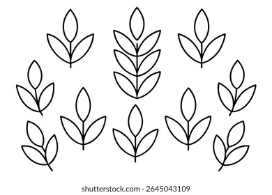 Lentil leaf line art illustration for nature lovers