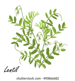 Lentil  (Lens culinaris). Hand drawn vector illustration of lentil plant with flowers on white background. 