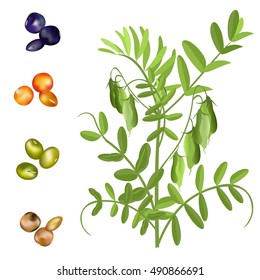 Lentil  (Lens culinaris). Hand drawn vector illustration of lentil plant with pods and set of seeds on white background.