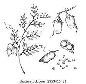 Lentil plant   bean drawing vector illustration isolated white background  Grain harvest  healthy food  Hand drawn and engraving beans  leaves  lentils branch for design  print  label  packing