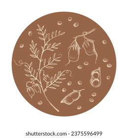 Lentil plant and bean frame background drawing vector illustration for text. Grain harvest, healthy food. Hand drawn border with engraving beans, leaf, lentils branch for design, print, label, packing