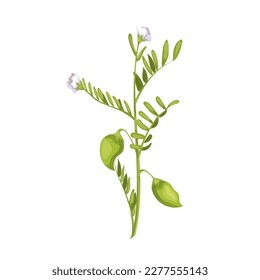 lentil plant cartoon. healthy seed, vegetarian diet, food raw, organic vegan, protein fresh, green lentil plant vector illustration