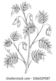 Lentil Plant Graphic Black White Isolated Sketch Illustration Vector