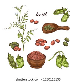 Lentil Plant Hand Drawn Illustration. Peas And Pods Sketches. Scoop For Lentils Isolated On White Background.