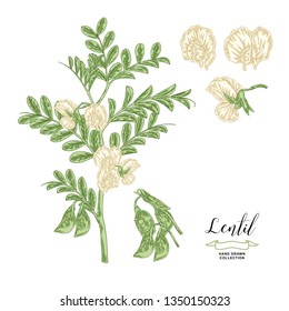 Lentil plant isolated on white background. Lentil branch with flowers and pods. Hand drawn legumes. Vector illustration.