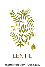 Lentil Plant With Leaves And Pods. Vector Illustration.