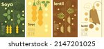 Lentil. Soya. Set of vector illustrations. Label design, price tag, cover design. Backgrounds and patterns. 