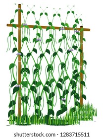 Lentils plant vector design
