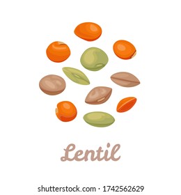 Lentils red, green and brown isolated on white background. Beans icons. Vector illustration of  healthy food in cartoon flat style.