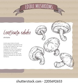 Lentinula edodes aka shiitake sketch on cardboard background. Edible mushrooms series. Great for cooking, traditional medicine, gardening.