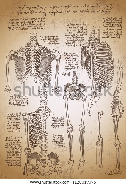 Leonardo da Vinci sketches. Leonardo da vinci\
anatomy drawings. Retro anatomy poster. Bones anatomy. Vintage\
engraving poster. Anatomy sketches.\
