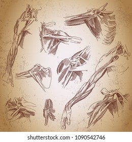 Leonardo da Vinci sketches.  Three studies of a right arm. Retro anatomy poster. Shoulder joint anatomy. Arm anatomy. Vintage engraving poster. 
