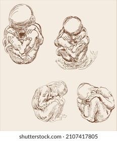 leonardo da vinci style fetus illustration vector