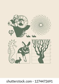 Leonardo Fibonacci. Fibonacci number. The Fibonacci Spiral. Golden section. Law of nature.