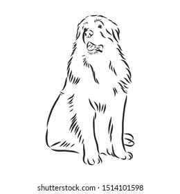 leonberg dog sketch, contour vector illustration 