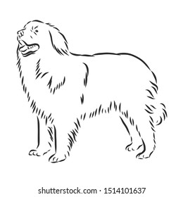 leonberg dog sketch, contour vector illustration 