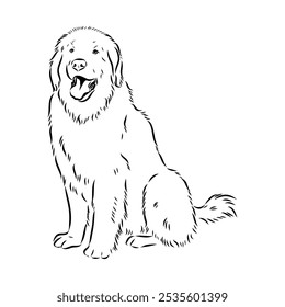 Leonberg the dog, vector sketch