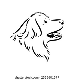 Leonberg the dog, vector sketch