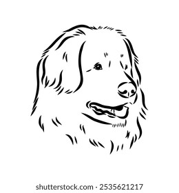 Leonberg the dog, vector sketch