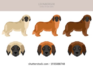 Leonberger clipart. Different poses, coat colors set.  Vector illustration