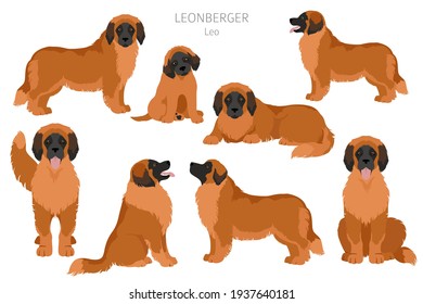 Leonberger clipart. Different poses, coat colors set.  Vector illustration