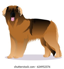 Leonberger dog