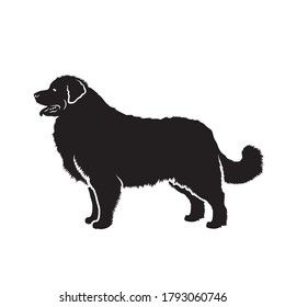 Leonberger dog - isolated vector illustration