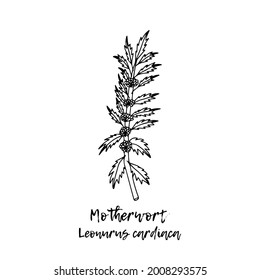 Leonurus cardiaca. Ayurveda. Natural herbs. Ayurvedic herbs, medicines. Herbal illustration. A medicinal plant. The style of doodles. Medicines for health from plants. 