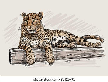 Leopard