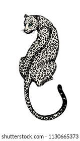 leopard in action hand draw on white background.