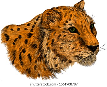 leopard animal of Africa with spots