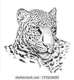 Leopard animal illustration, nature conservation, vector black and white