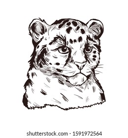 Leopard babby tabby vector portrait of exotic animal isolated sketch t-shirt print, monochrome. Panther felidae mammal with furry coat with dots. Carnivore panthera pardus wildlife hand drawn illustra