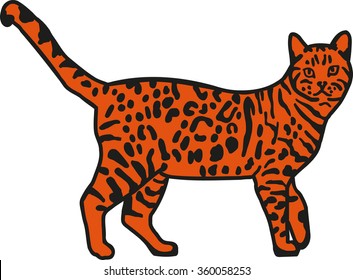 Leopard bengal cat orange