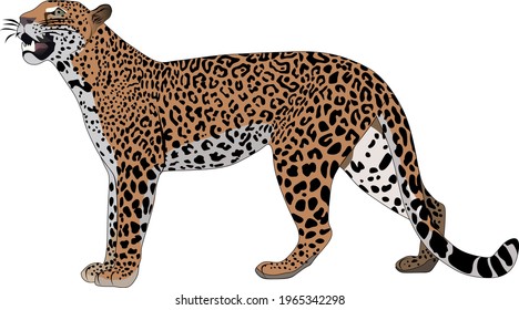 leopard bigcat wildcat vector animal