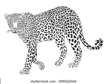 4,552 Amur leopards Images, Stock Photos & Vectors | Shutterstock