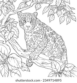 Leopard cat, sitting in tree. Outline, colouring book page design.