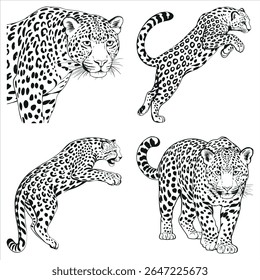 Coleção Leopard Ilustração de Vetor Preto e Branco Apresentando Quatro Poses Únicas e Representações de um Feline Poderoso