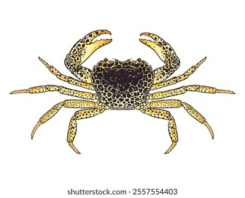 Leopard Crab top view detailed vector with unique dot pattern on yellow body