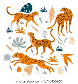 Leopard in Different Poses Jumping Walking Standing with Tropical Leaves Vector Set. Wild Flora and Fauna Concept