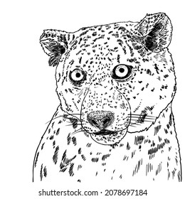 Leopard drawing by hand on a white background. Hand drawn portrait of leopard or jaguar muzzle illustration. Vector