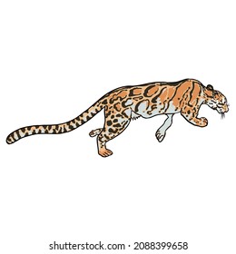Dibujo de leopardo a mano sobre un fondo blanco. Retrato dibujado a mano de la ilustración de leopardo o bozal jaguar. Vector
